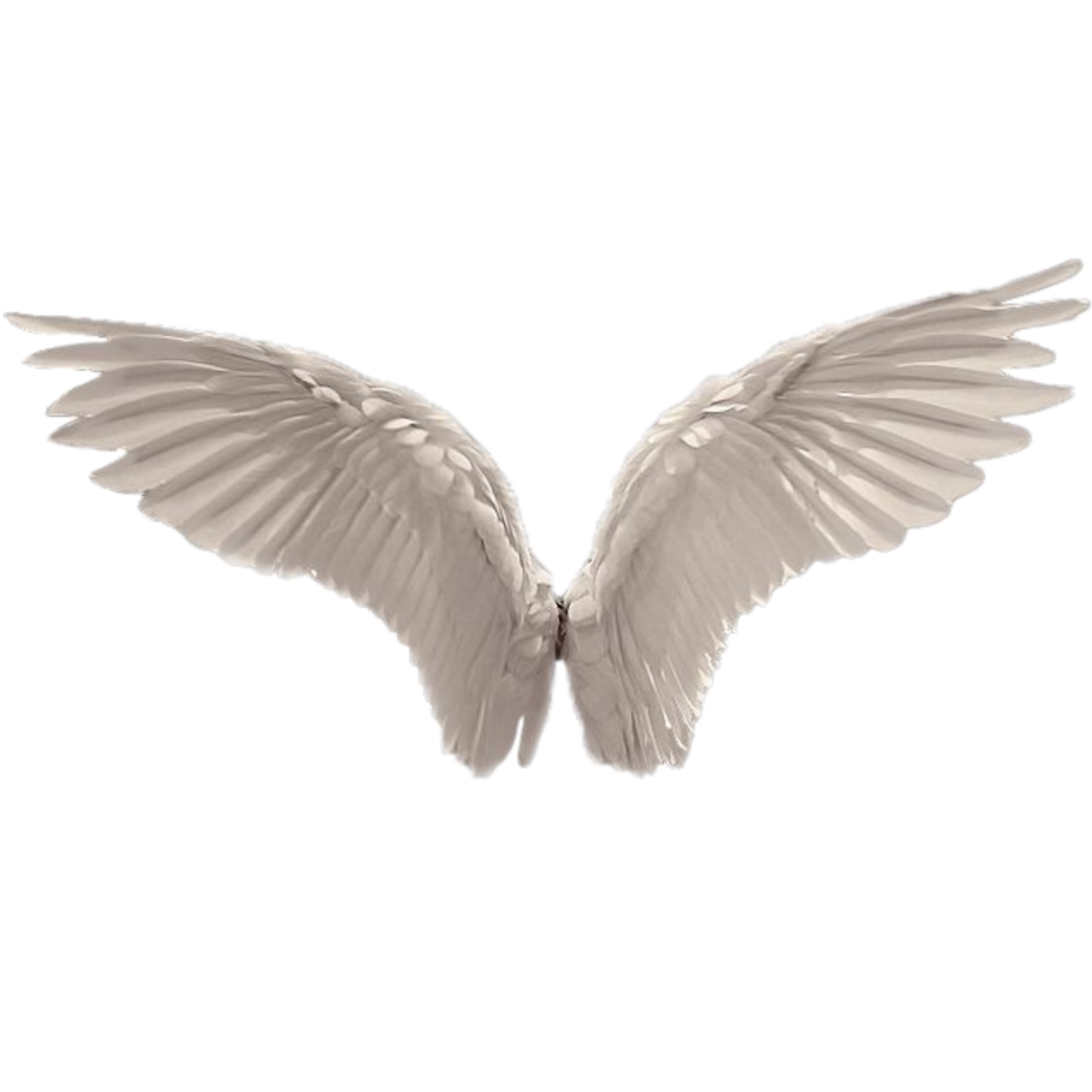 This visual is about angel wings bird wing white freetoedit #angel #wings #...