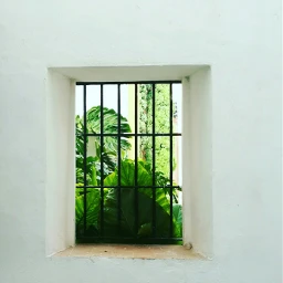 streetphotography white green nature garden pcgreenminimalism pcfrommywindow pctwohues frommywindow pcwindow window