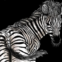 zebra voteforme dcjungles jungles