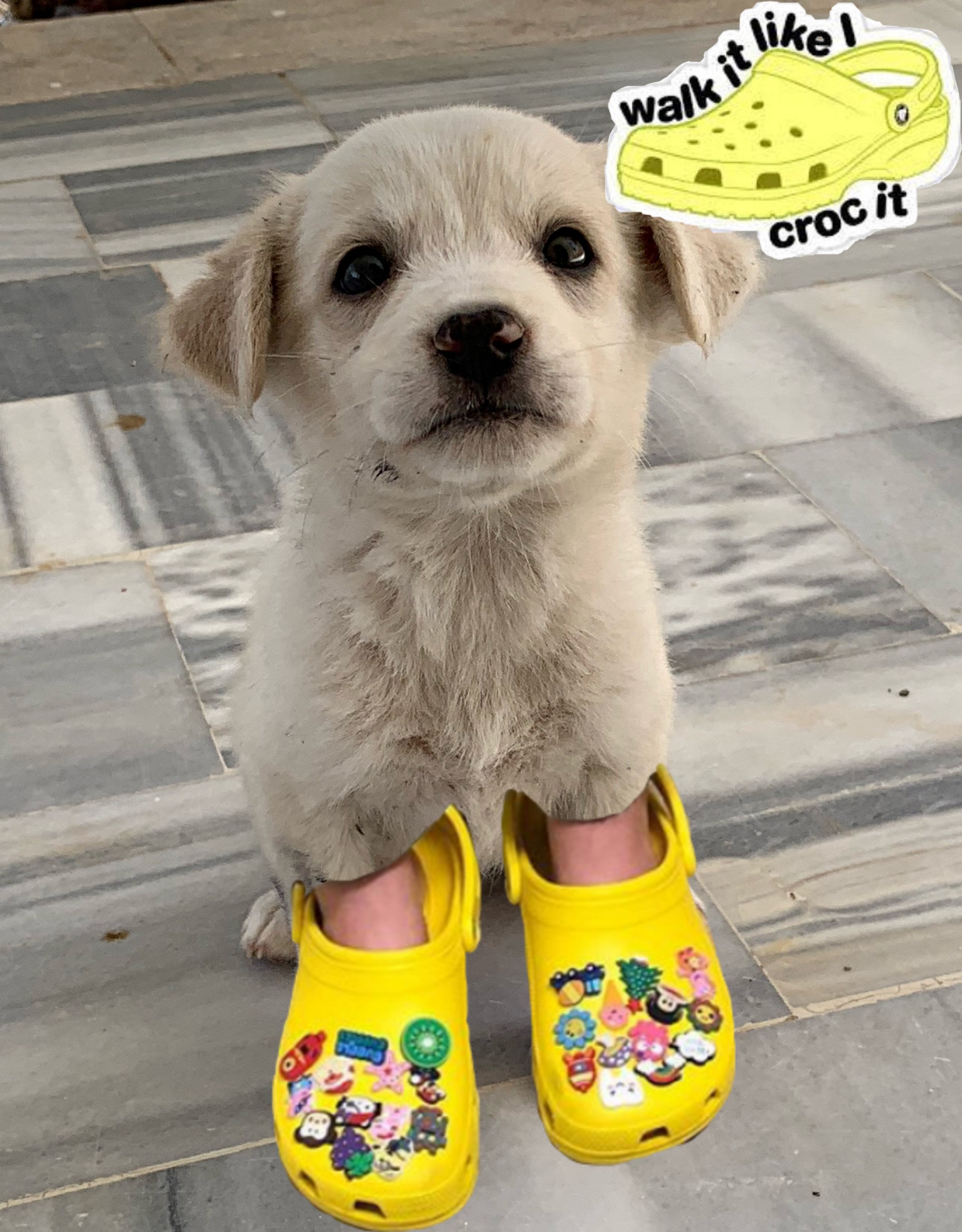 crocs with dogs on them