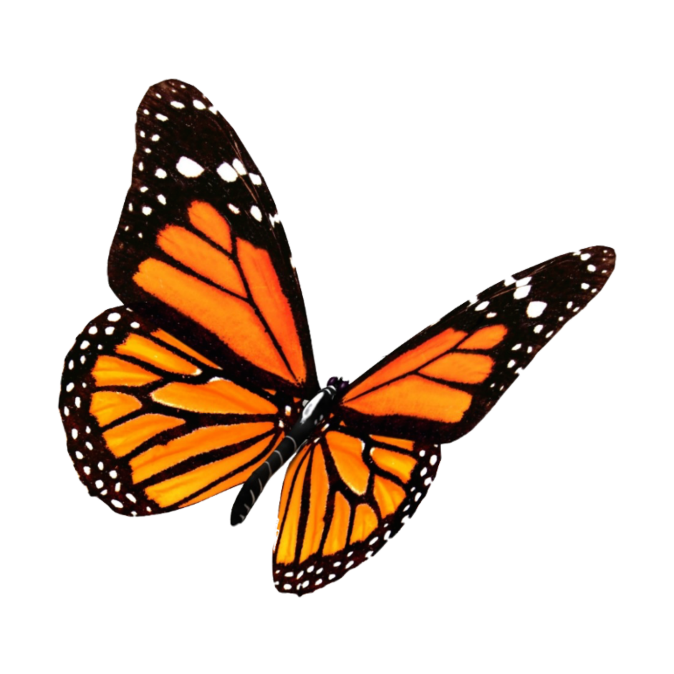 orange aesthetic orangeaesthetic sticker by hashitaka