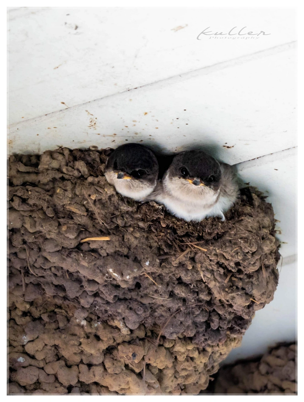 Two House Martin babies