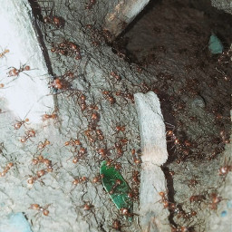 hormigas ant