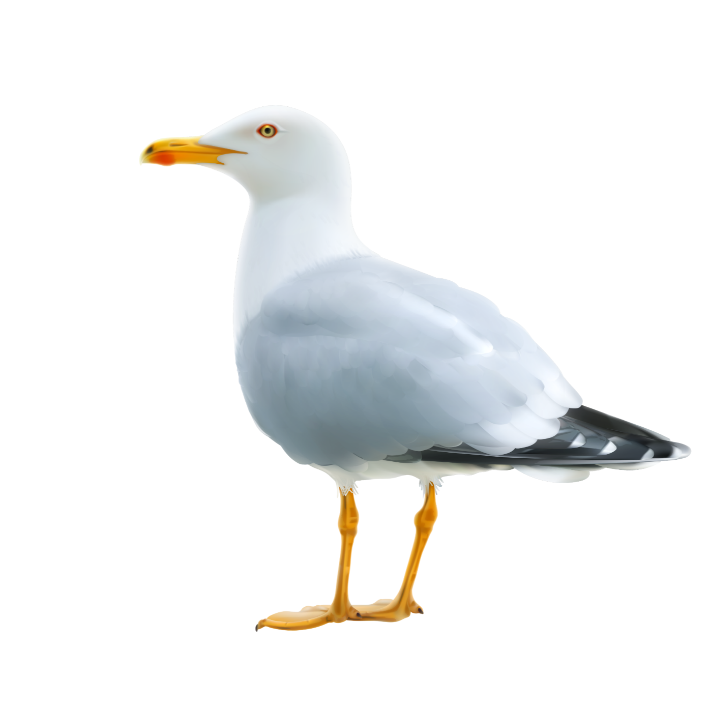 freetoedit scseagull seagull sticker by @ameneh00