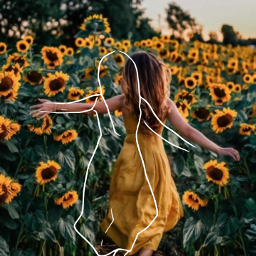 sunflowers field girl yellow dress