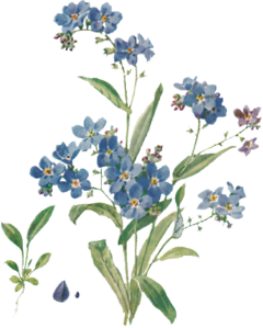 blueflower blue flower aesthetic? freetoedit