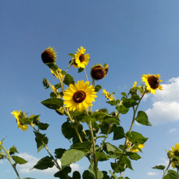 sunflower bluesky sun pcminimalism minimalism