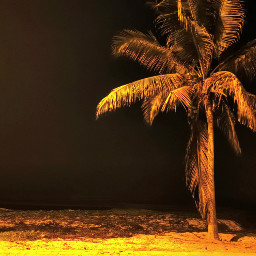 taqa beach palm sea seashore gcc freetoedit