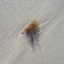 freetoedit sand seaweed nature naturephotography pcminimalism