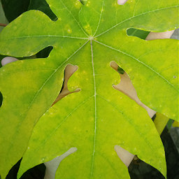 freetoedit pcleaves leaves