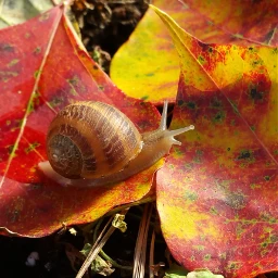 freetoedit nature colorful photography snail pcleaves