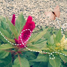freetoedit butterfly flowers pink fly