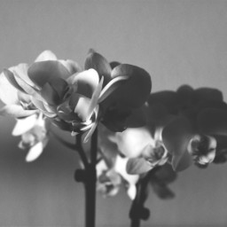 orchidee flowers originalphoto nikon bnw freetoedit pcblacknwhite blackandwhite