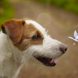 freetoedit dog puppy butterfly magic