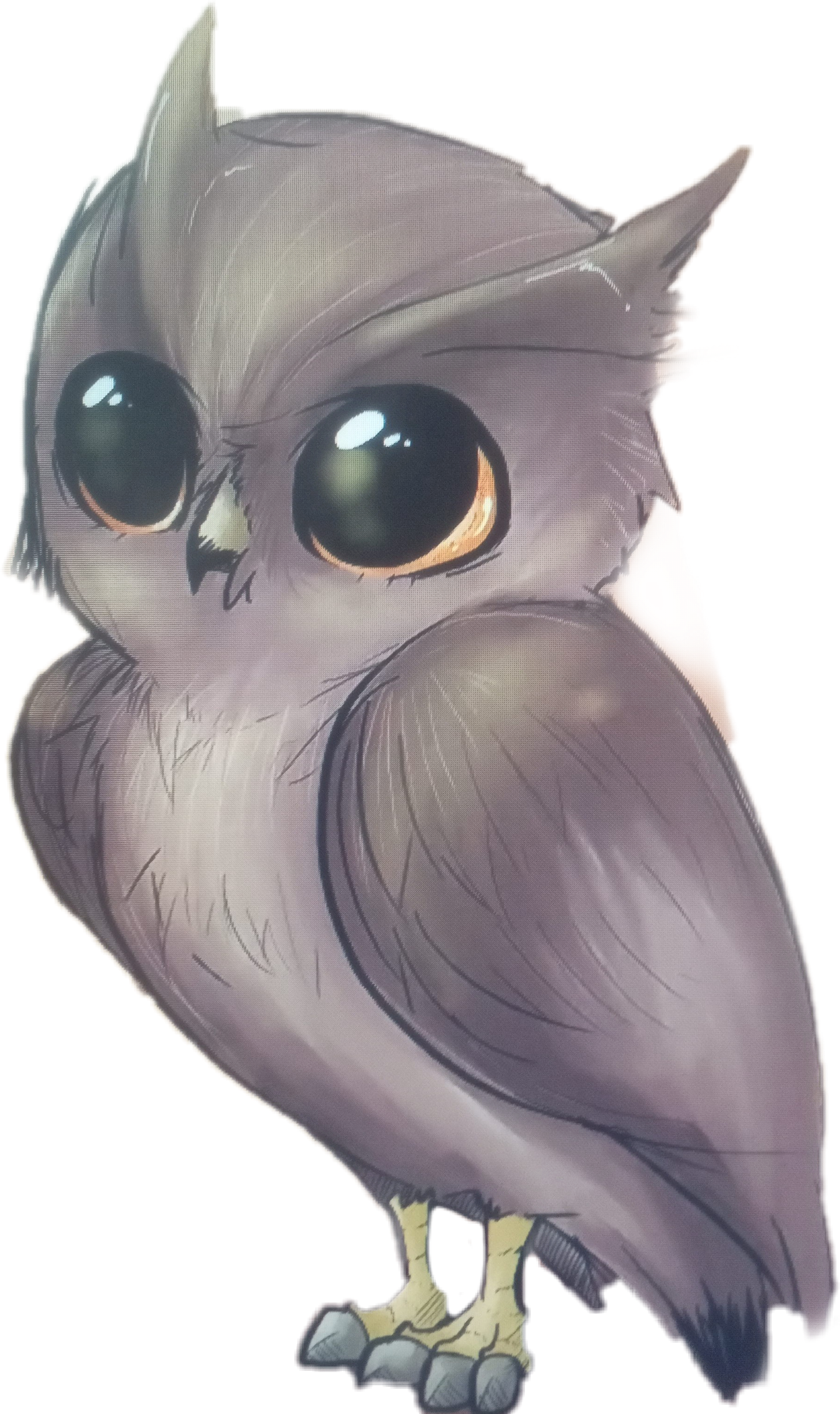 Anime owl net