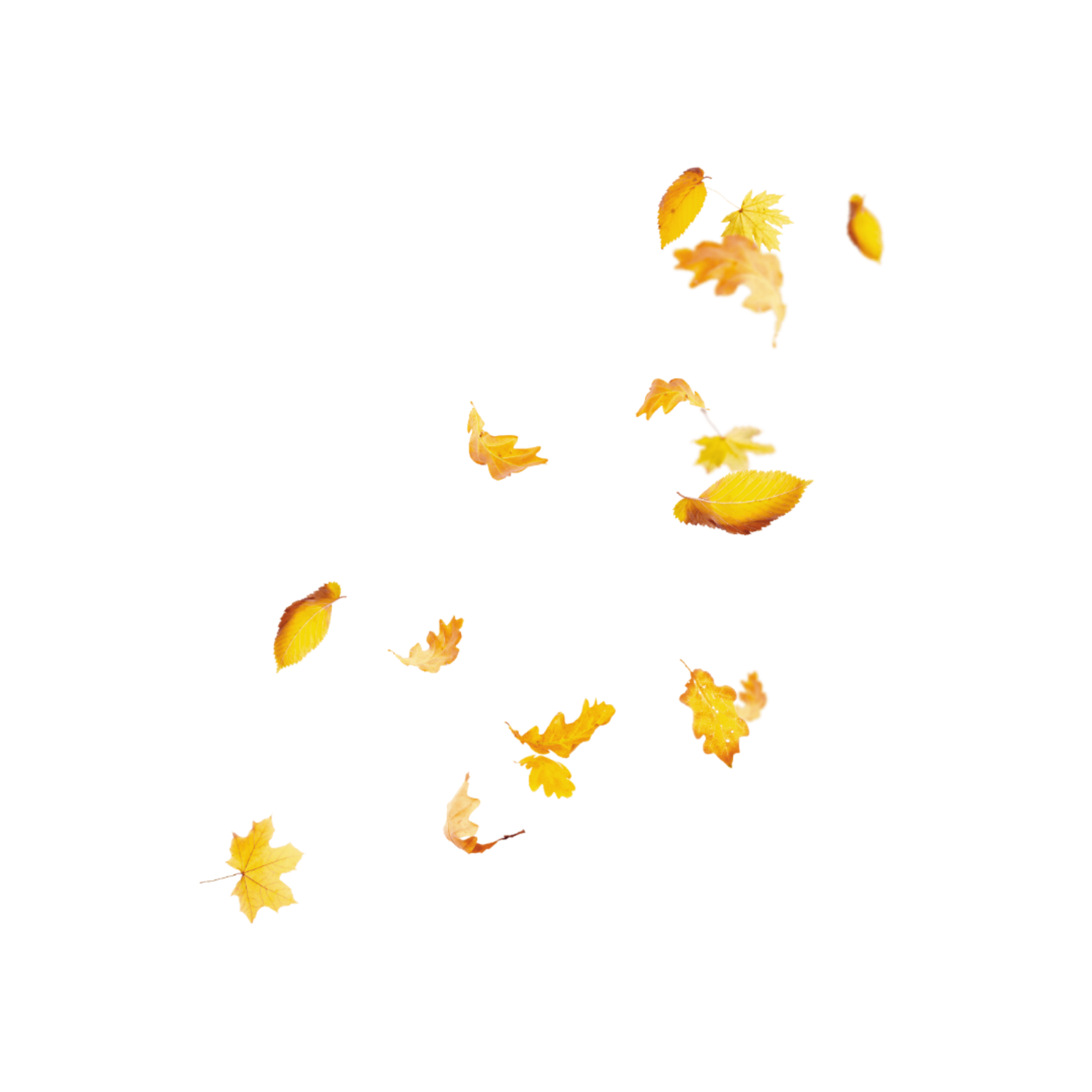 Yellow Leaves Leaf Fall Trees Sticker By Agdemoss80