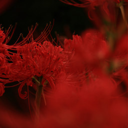 freetoedit japan nature photography amaryllis