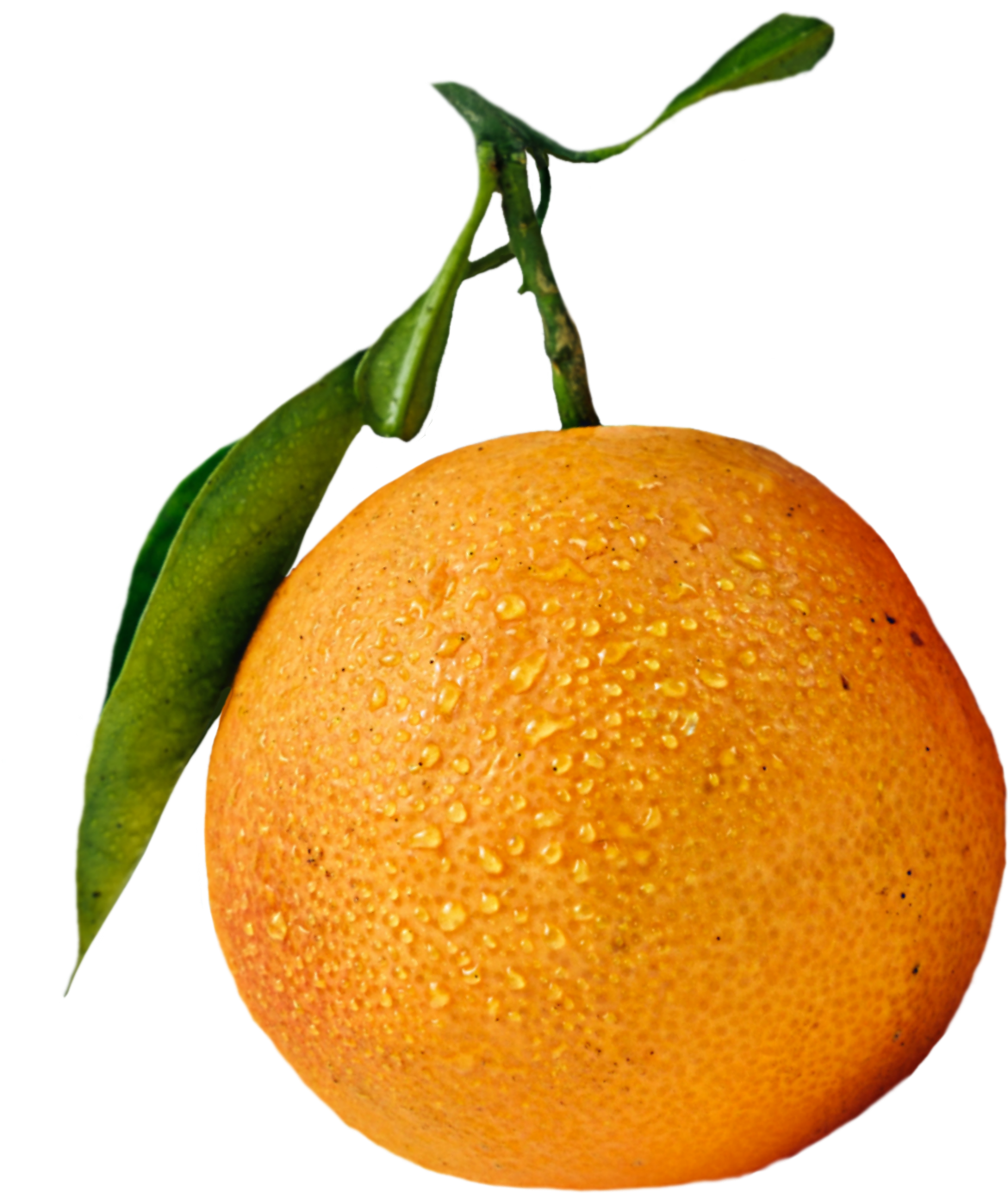 Orange choose. Апельсин на белом фоне. Апельсин на ветке. Апельсин без фона. Апельсин мандарин ананас.