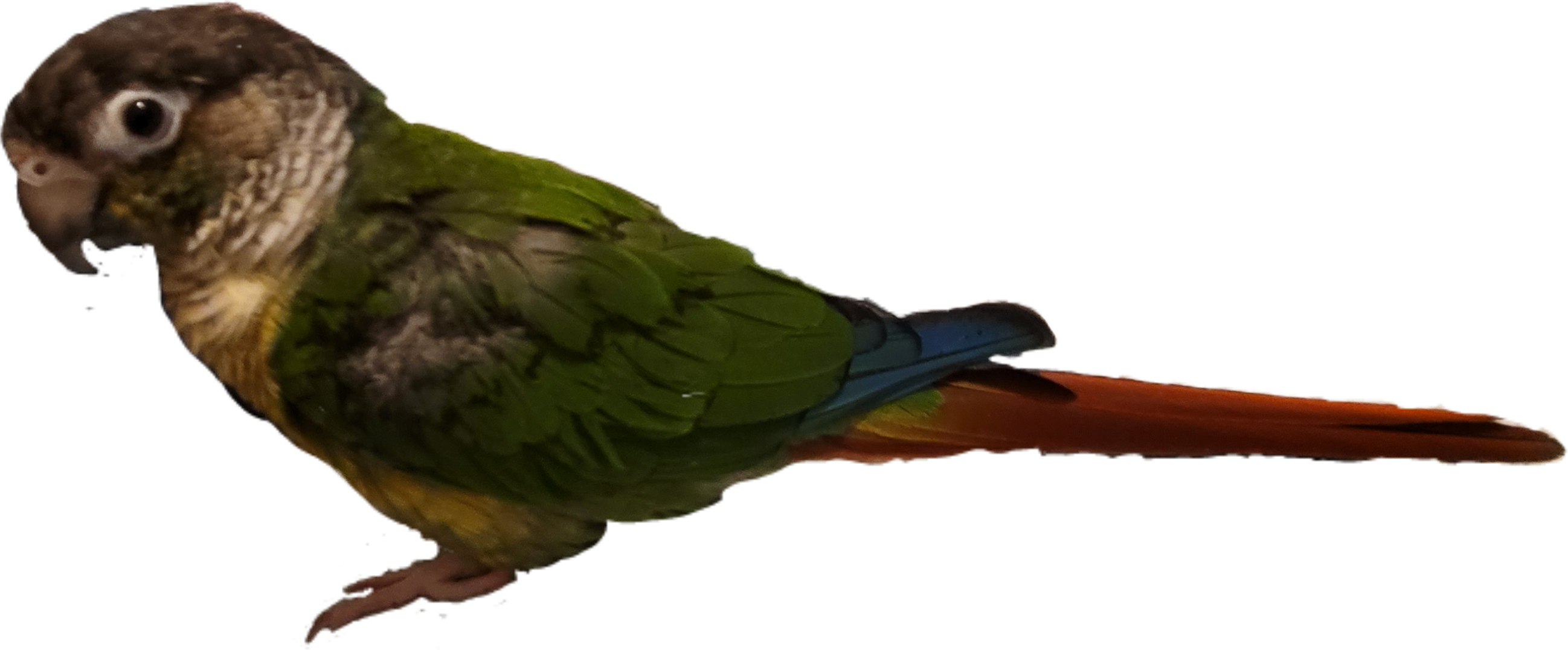 petbird-greencheekconure-sticker-by-insertnamehere