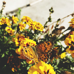 butterfly yellow flowers
