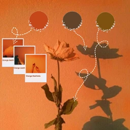 freetoedit orangeaesthetic circles orange arrows ecaesthetic aesthetic