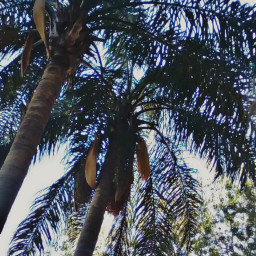 edits palmera palmers natural naturaleza freetoedit