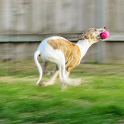 freetoedit whippet dogs fastest