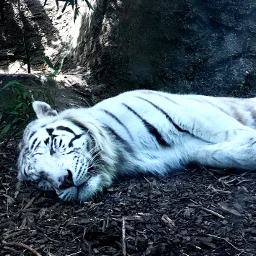 white tiger sleepy pcwhite