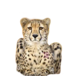 freetoedit by sccheetah cheetah