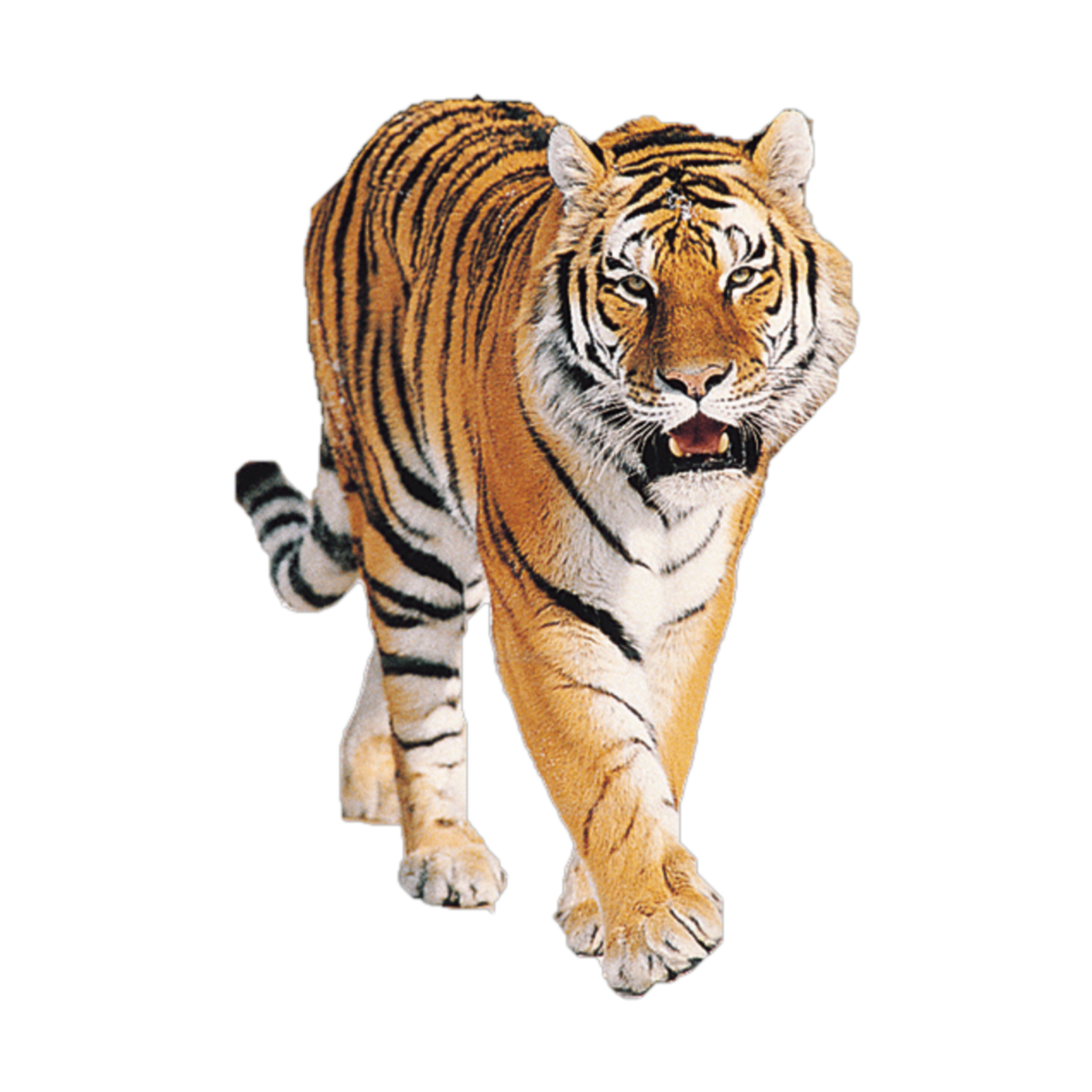 Тигр без фона