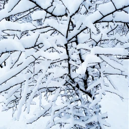 winter snow naturephotography pcwhite white