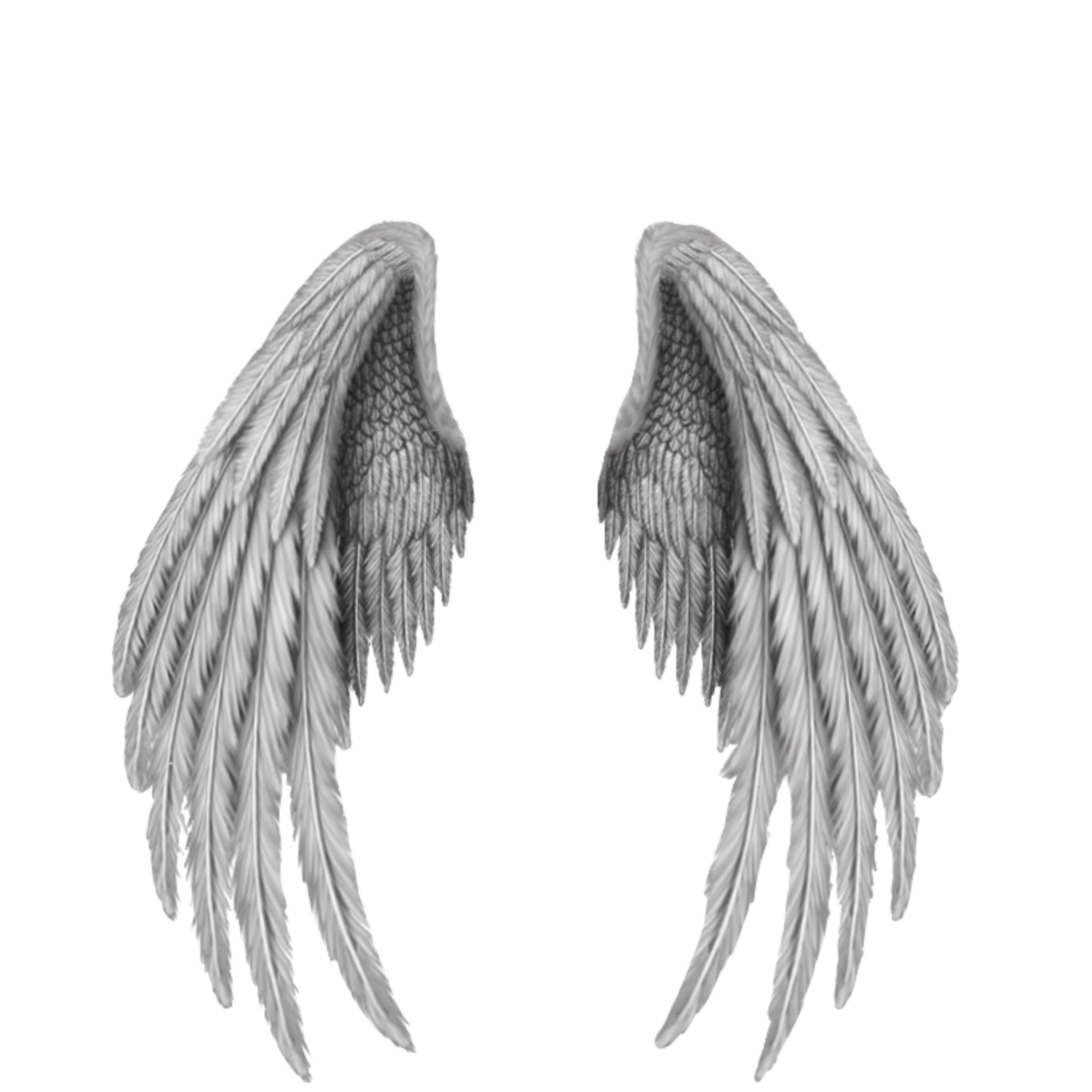 Сложенное крыло ангела