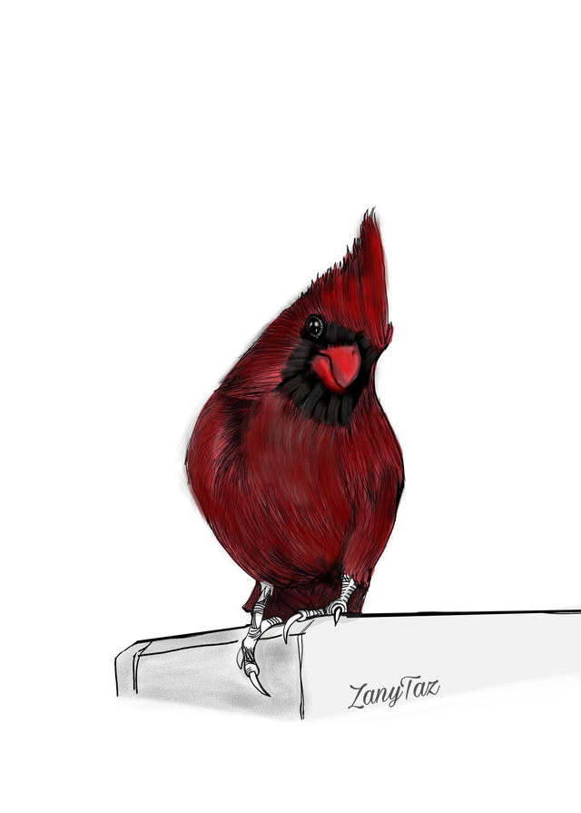 Red Cardinal Bird Drawing Sticker By I 𝐒ayaţ