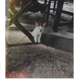 photography cat vintage aesthetic animals