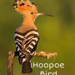 Popular And Trending Burung Images On Picsart