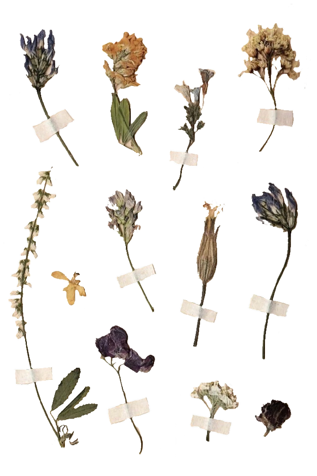 pic Aesthetic Dried Flowers Png remixit sticker sticker by ð ð ð ð'