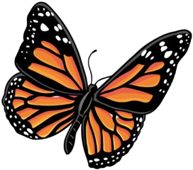 butterfly butterflysticker animal orange black freetoedit