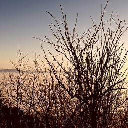 freetoedit naturephotography fog winter landscape