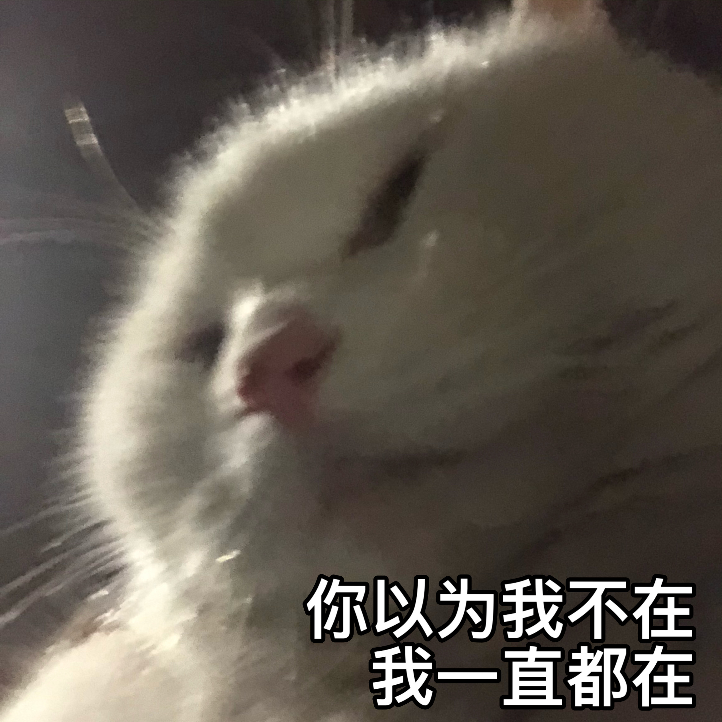 少女的猫猫猫表情包猫咪表情包可爱表情包胖达和没牙仔表情包萌宠表情包image By 少女的猫猫猫