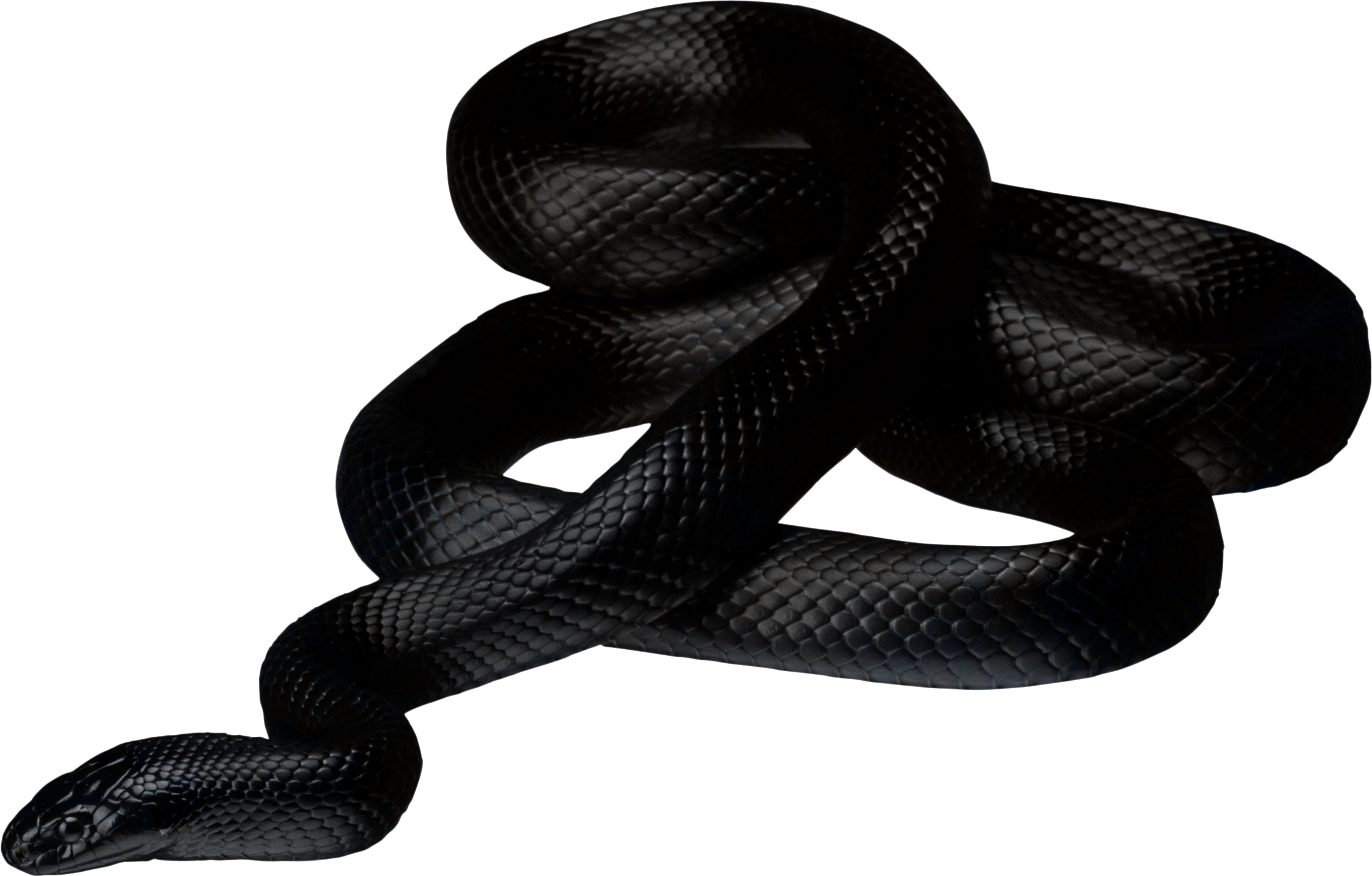 This visual is about blackaestethic fashion black snake cobra freetoedit #b...