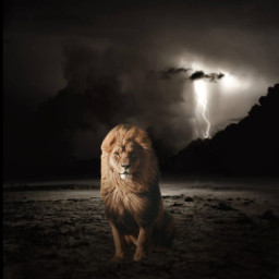 lion kingdom royal sad loneliness
