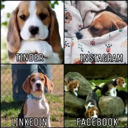 beagle dog rcsocialpetworks socialpetworks freetoedit