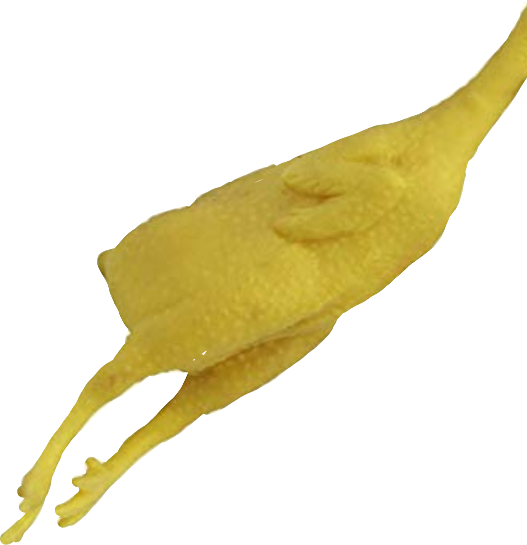 rubber freetoedit rubber chicken sticker by sifumikemather