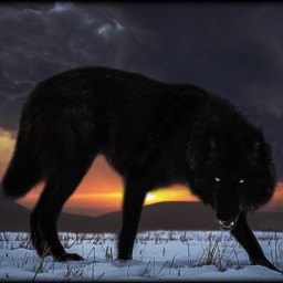 freetoedit black wolf pack dark