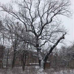 freetoedit winter tree snow nature