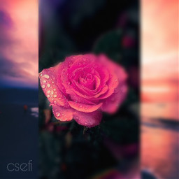 freetoedit @csefi valentine rose flower