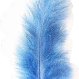 freetoedit scfeathers feathers