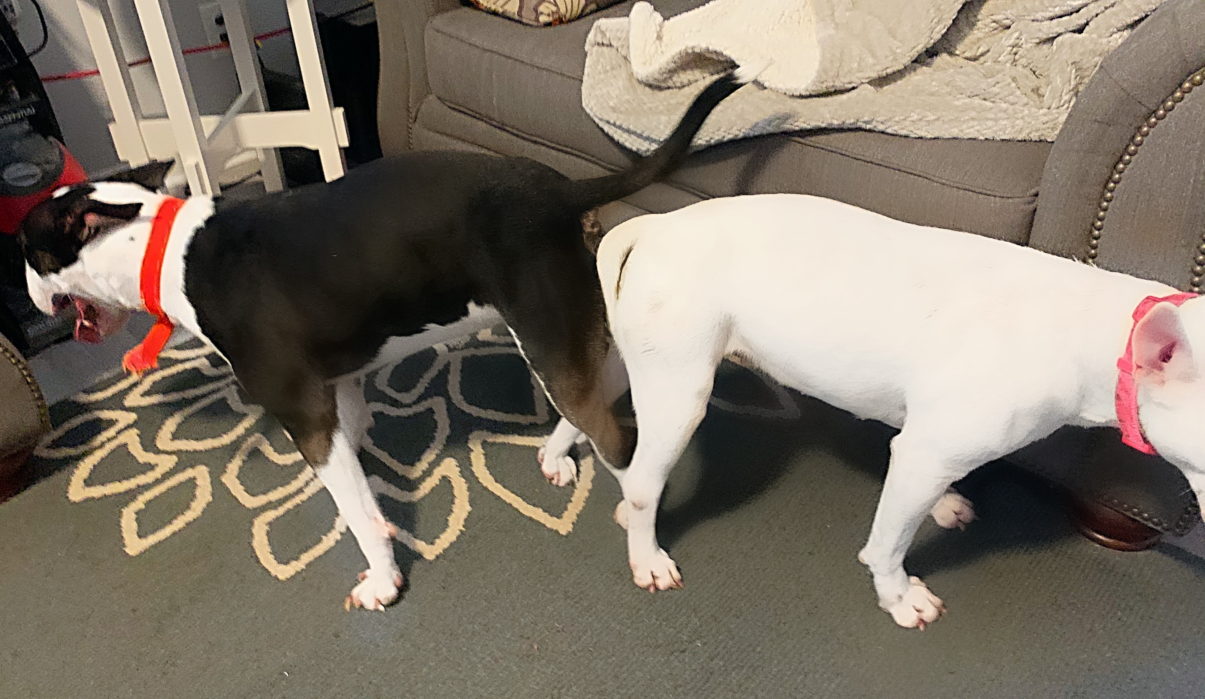 pregnant bull terrier