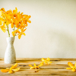 yellow flower stilllife stilllifephotography freetoedit singlestilllife