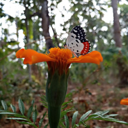 butterfly nature flower kerala india